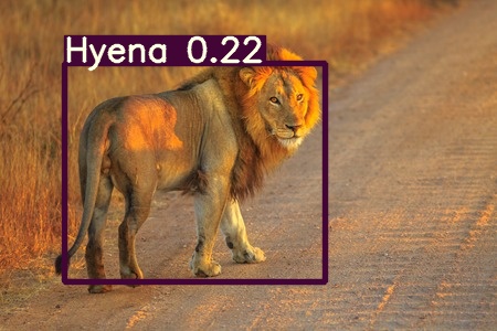 Lion inference